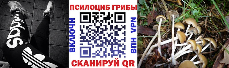 где купить наркотик  Бабаево  Галлюциногенные грибы Psilocybine cubensis 
